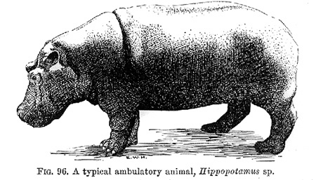 http://www.life.uiuc.edu/edtech/entomology_slides/images/32760-hippopotamus.jpg