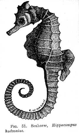 for the past year i have wanted a little sea horse tattoo. i want jacob to